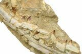 Fossil Mosasaur (Prognathodon) Upper Jaw in Situ - Morocco #325605-6